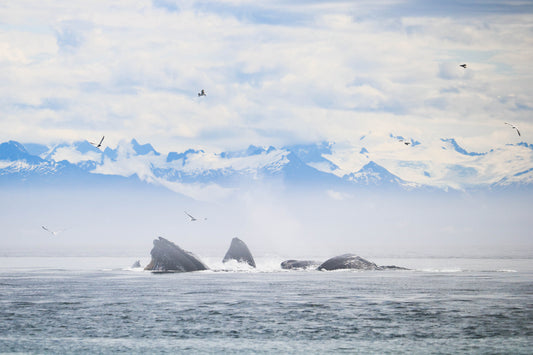 Humpback whales bubble-net feeding near Petersburg, Alaska with snowy mountain peaks and seabirds in the background.
