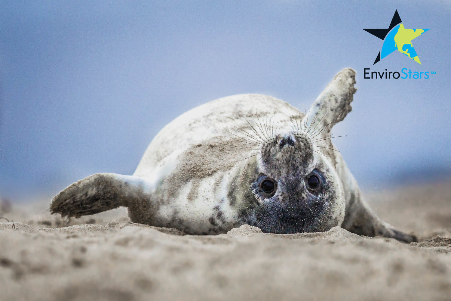 Photo: Image with a playful seal and EnviroStars logo