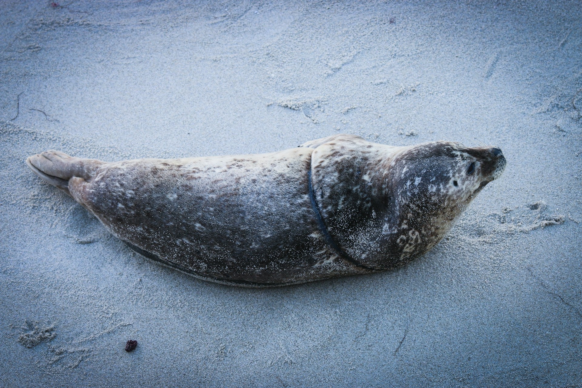 Photo: Injured seal