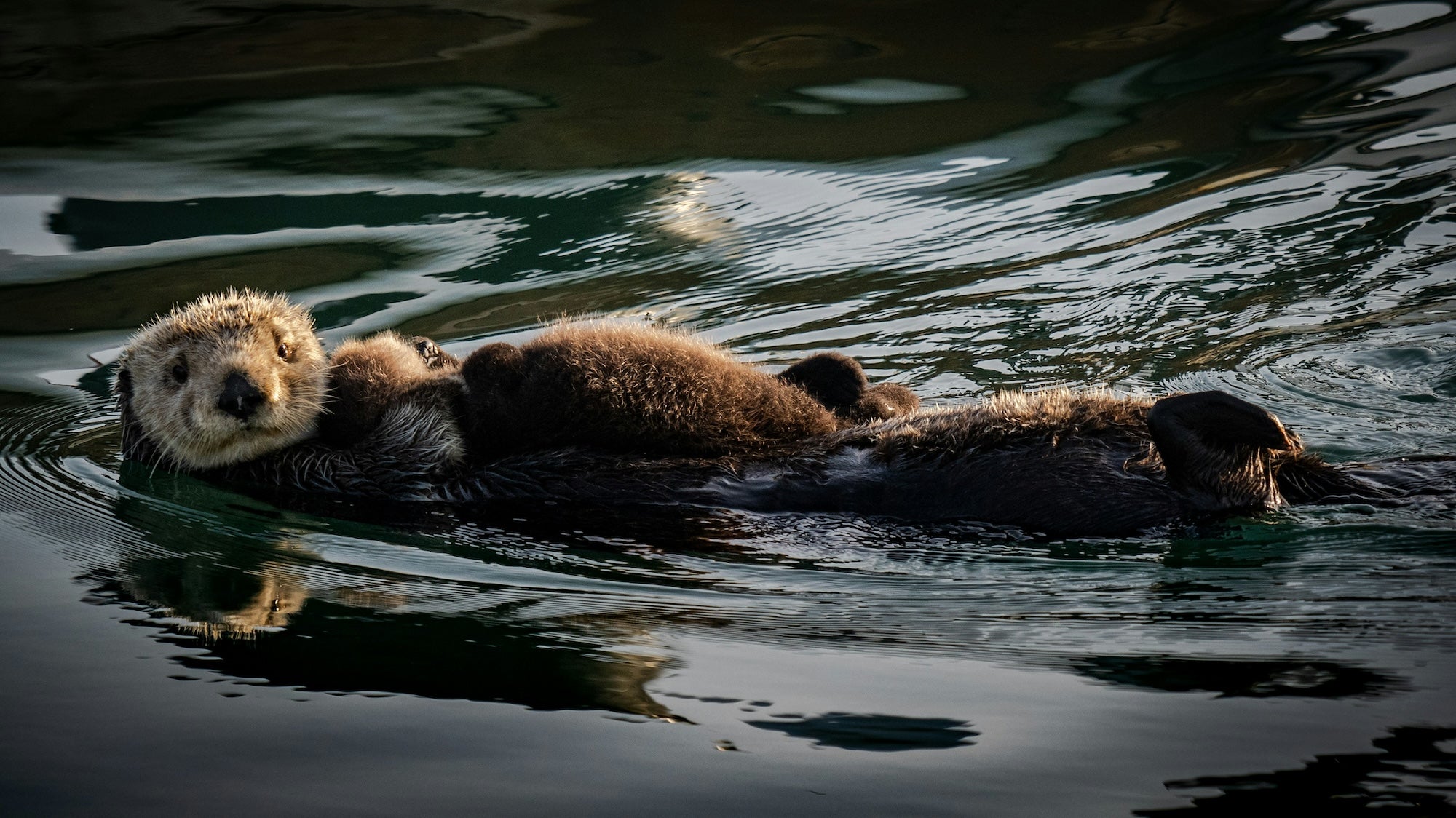 Photo: Otters swimming