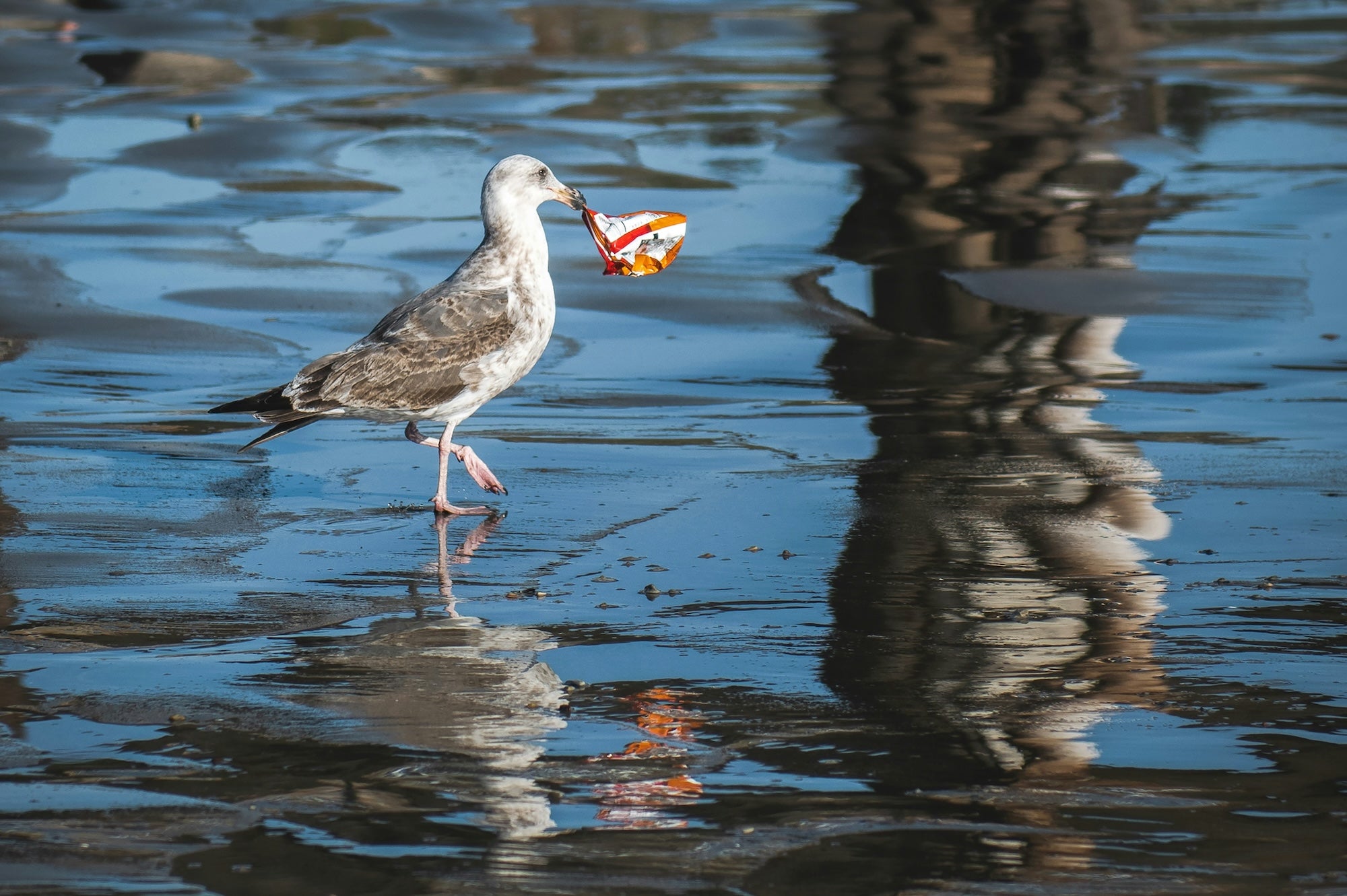 Photo: Seagull with a plastic bag