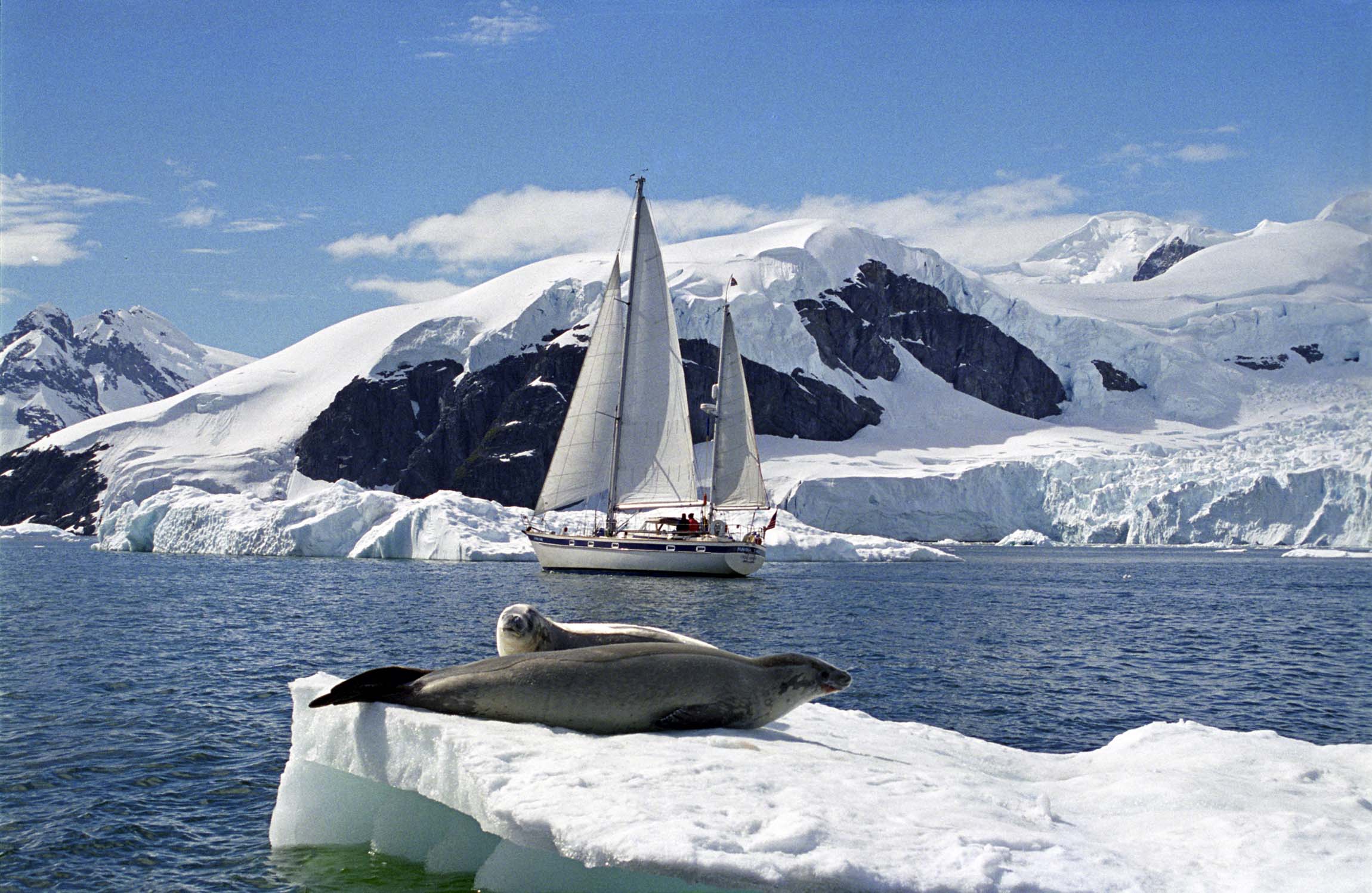 Seals resting on ice with Mahina Tiare in the background.