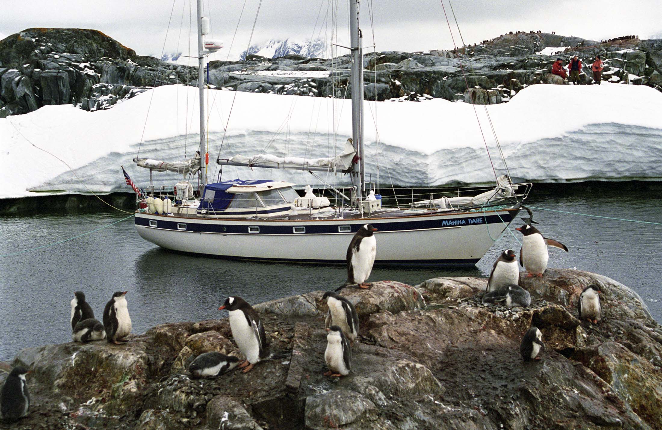 Mahina Tiare near penguins on rocks with snow-covered landscape