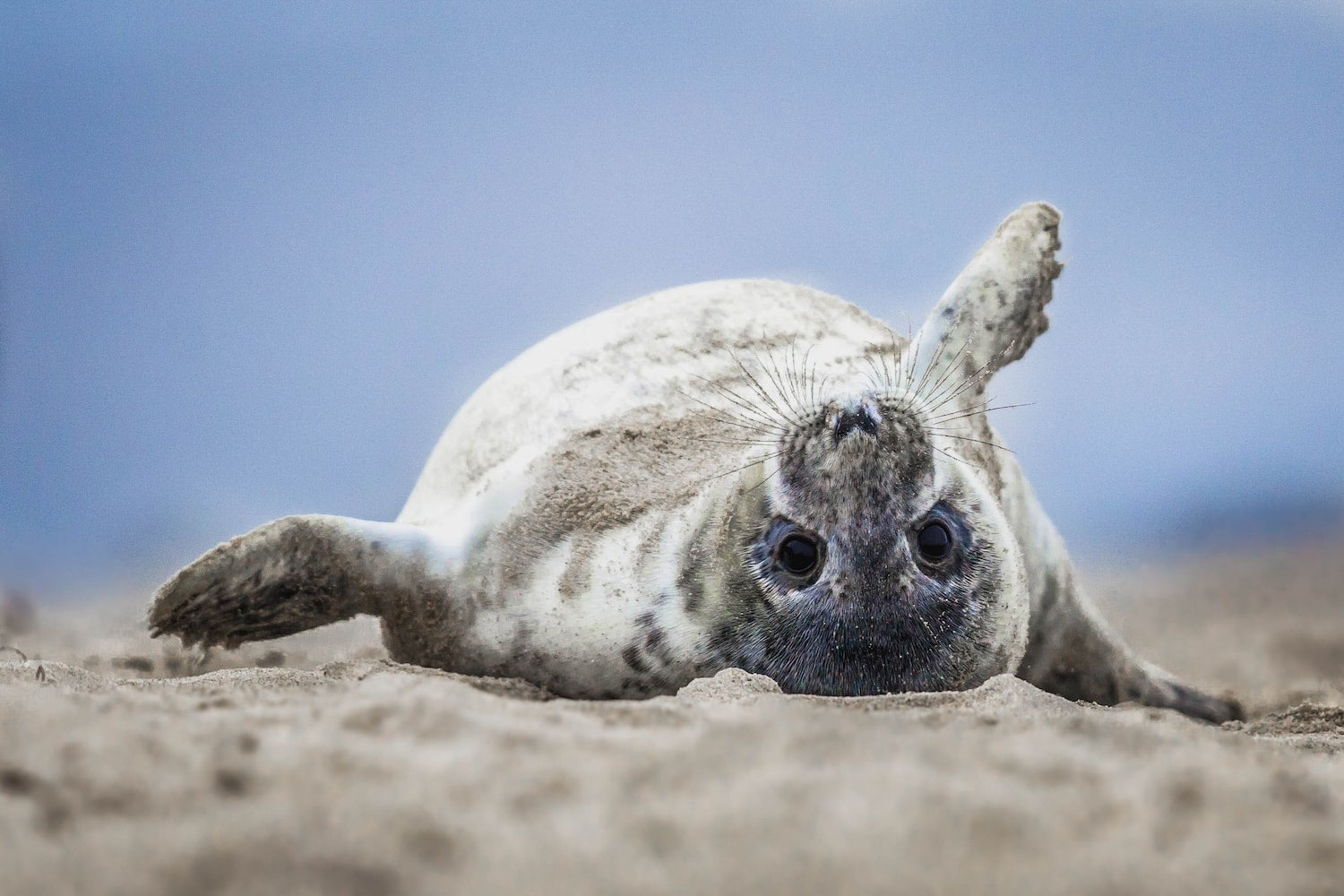 Photo: Happy Harbor Seal