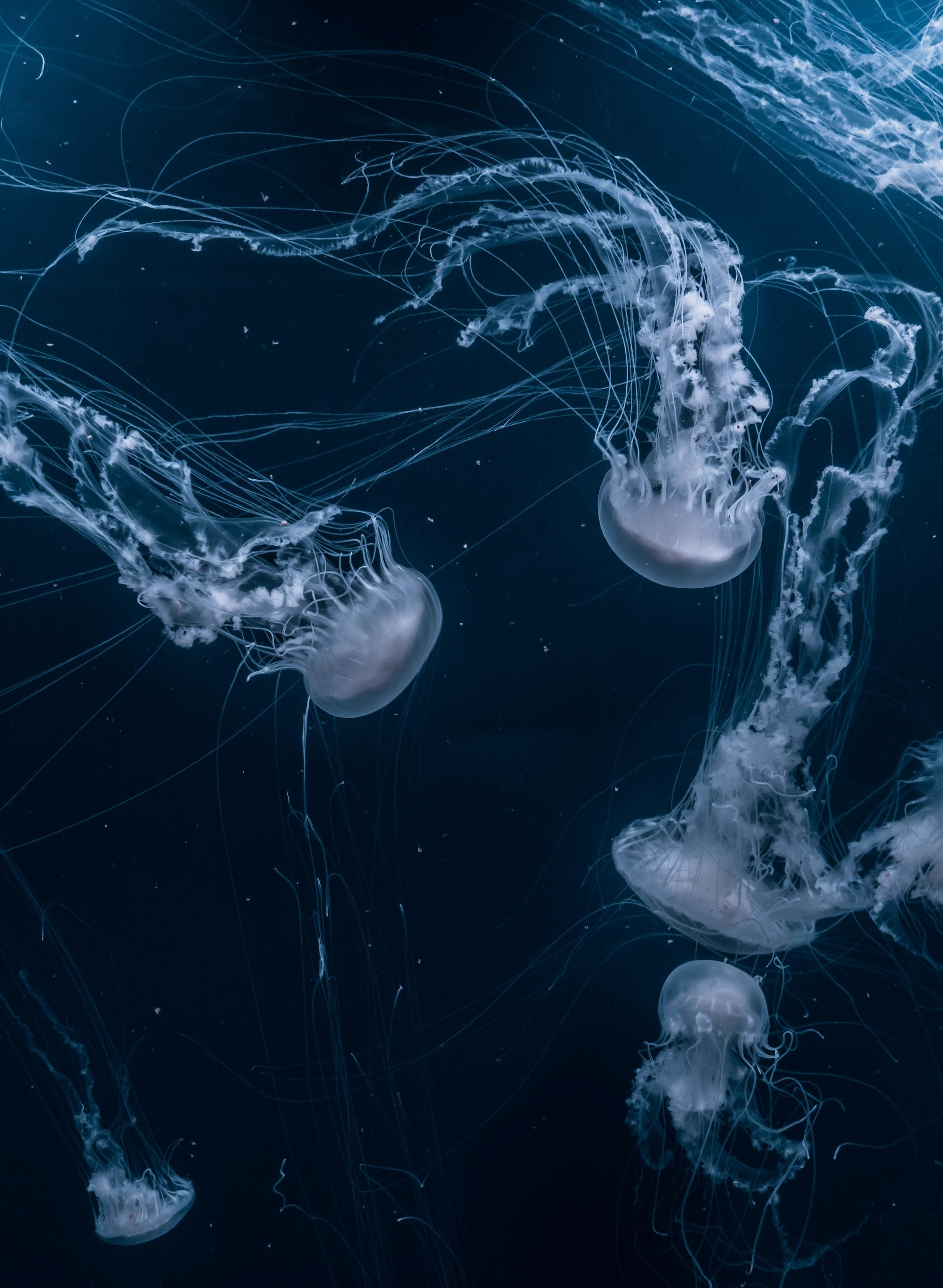 Photo: Jellyfish swimming